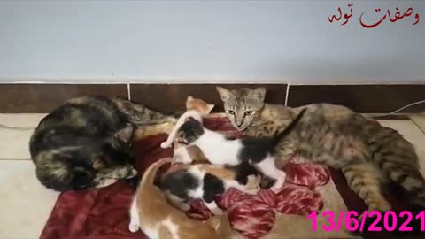 Funny Cats Video77