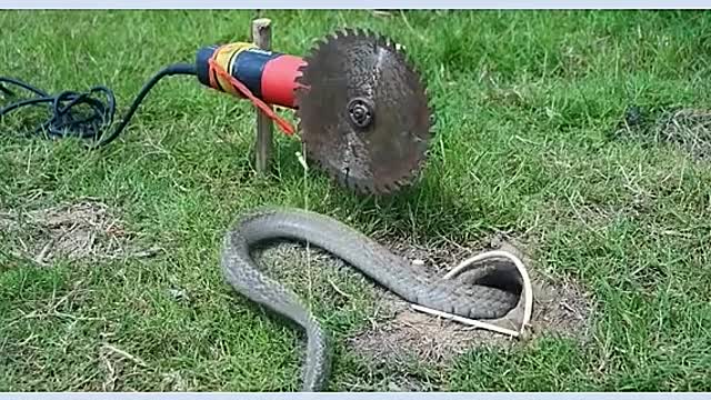 Capiturando serpente