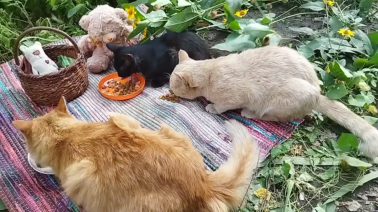 Three adorable kittens eating in nature🐱