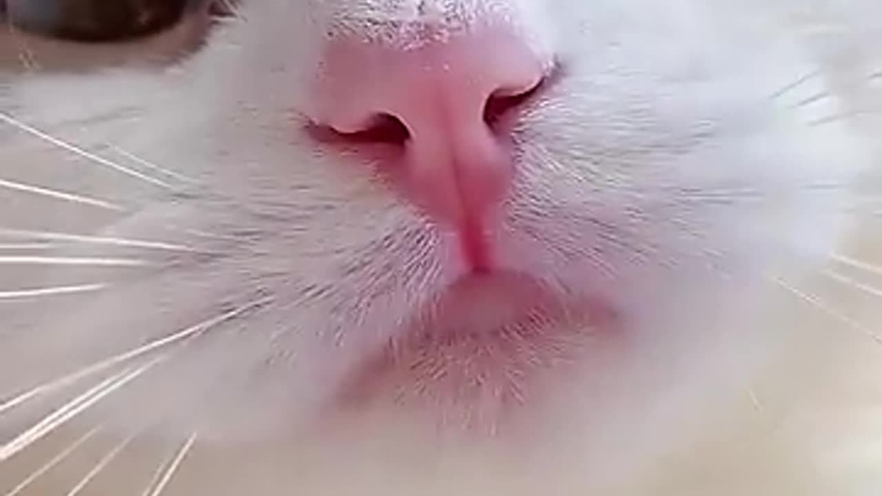 Funny cat video.