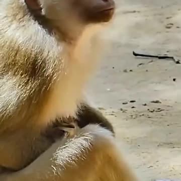 Monkey Adopts Abandoned Kitten