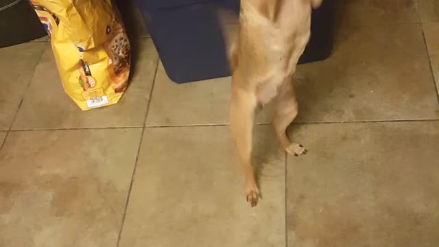 Dancing Chihuahua