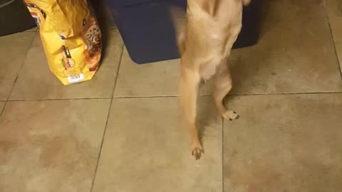 Dancing Chihuahua