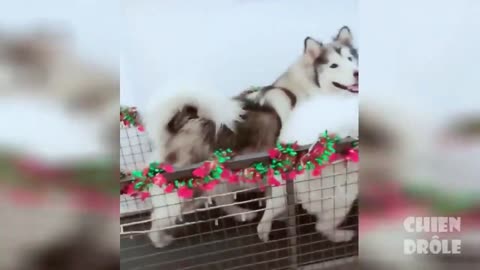 Trop drôles ou mignons !