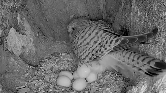 As kestrels Mr & Mrs Kes made preperations for breeding season ahead,