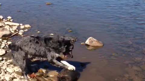 Grey spotted dog rolls log in lake