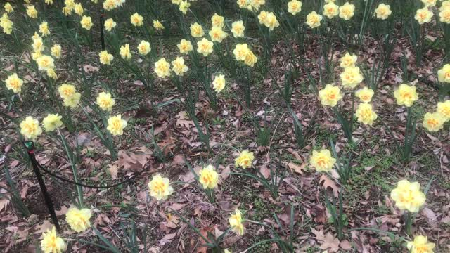 daffodil scent