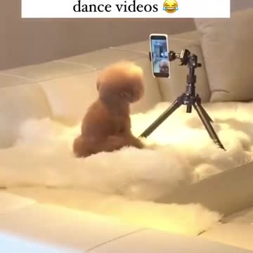 Its really amazing, puppy love dancing