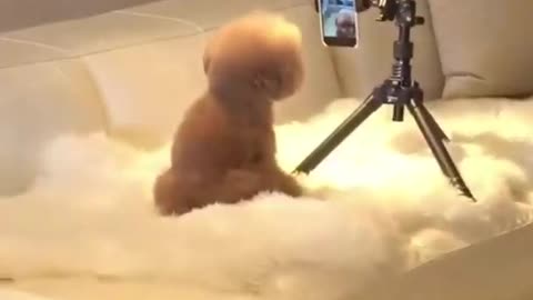 Its really amazing, puppy love dancing