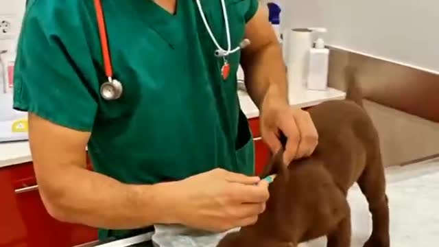 Caring of cute puppy