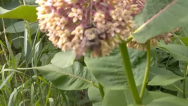 Milkweed