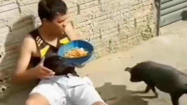 baby the greedy pig