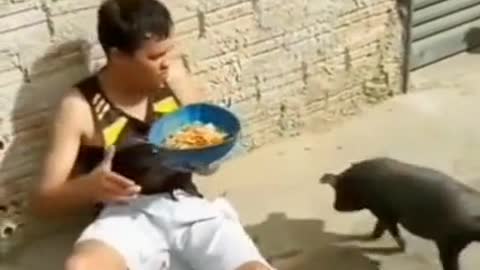 baby the greedy pig