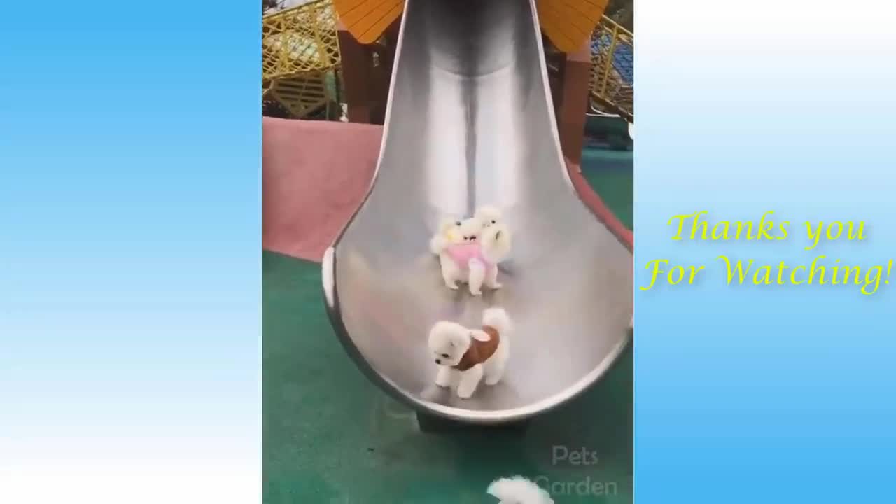 Puppies Play Slide