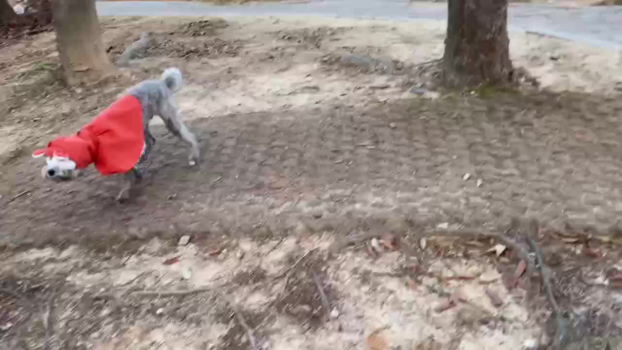 A puppy who can't be seen because of his clothes
