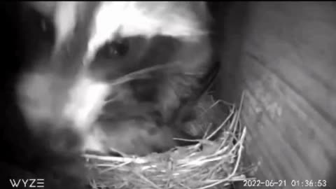 Raccoon Eats Bird