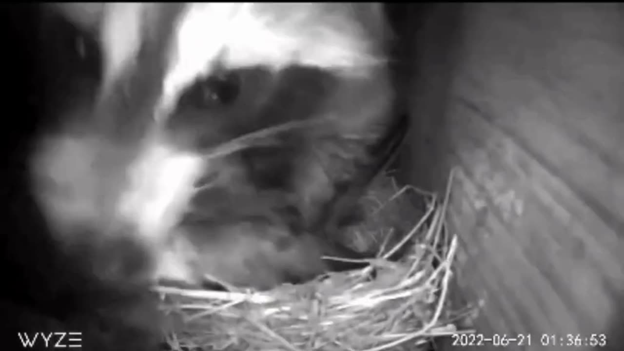 Raccoon Eats Bird