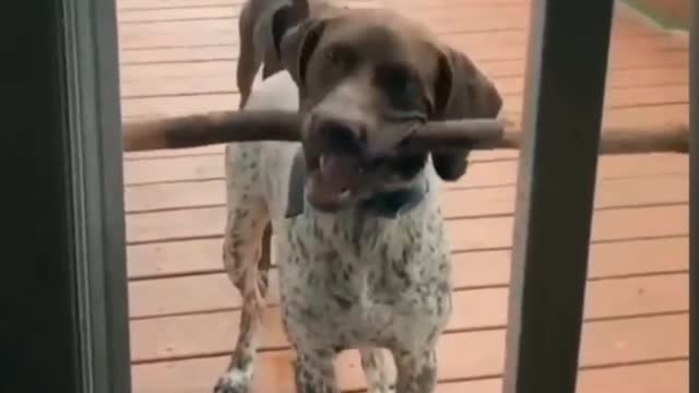 A funny dog got stuck in the door due to the wood in his mouth