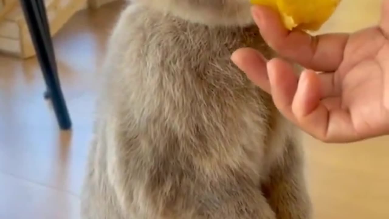 Bunny eating apple..🐇🍎😍