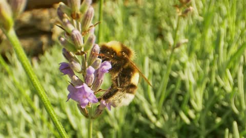 Detailed shot of a bee