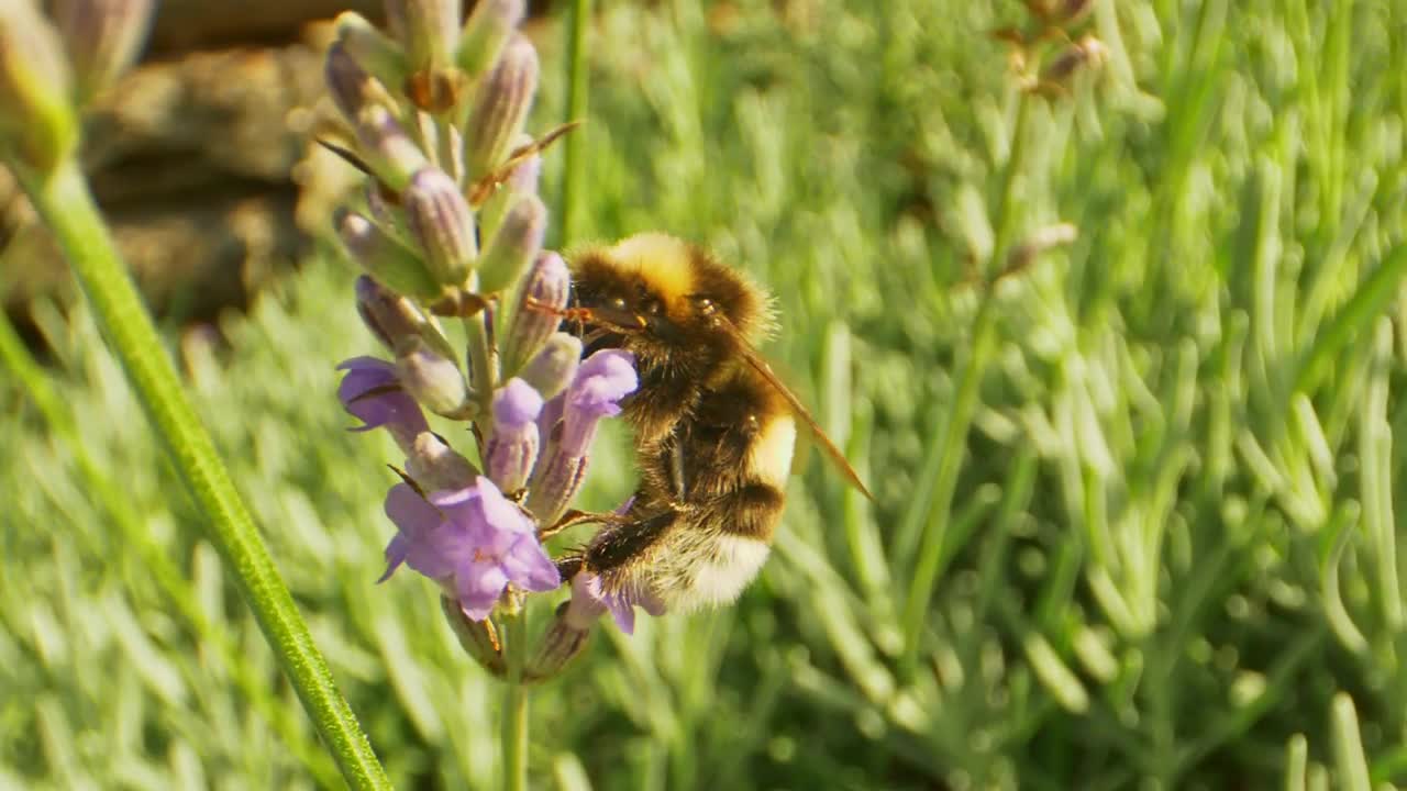 Detailed shot of a bee