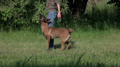 Dog Is Understanding and Executing Commands on Owner's Motions.