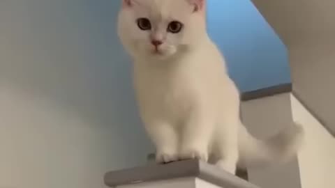 Cute cat