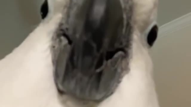 SMART BIRD FACETIMES PEOPLE