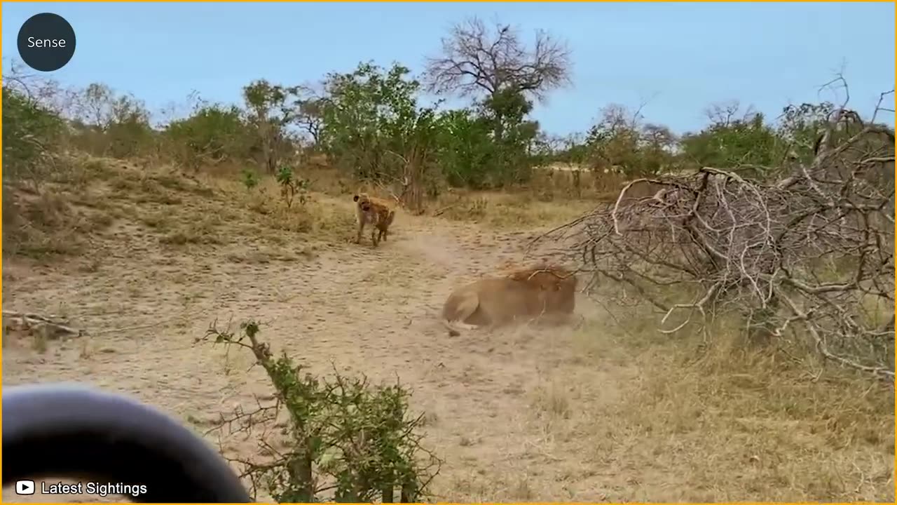 15 Interactive Defeats Of Wounded Hyenas At The Hands Of Lions, Leopards, Wild Dogs