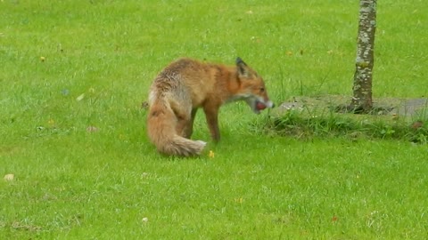 Fox eating plumbs and jumps up the tree to get more!