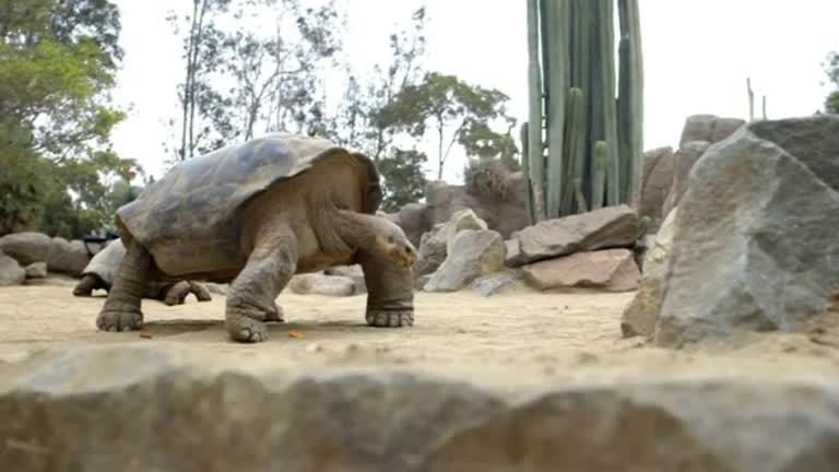 This turtle proves you're never too old to move