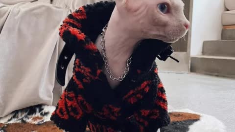 Cat clothing sphing