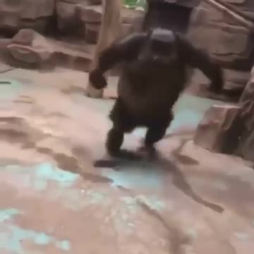 WHO is not confident at this stage that the