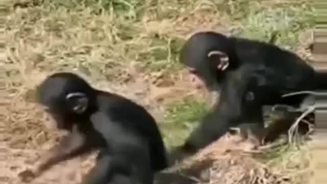 Funny monkeys ever