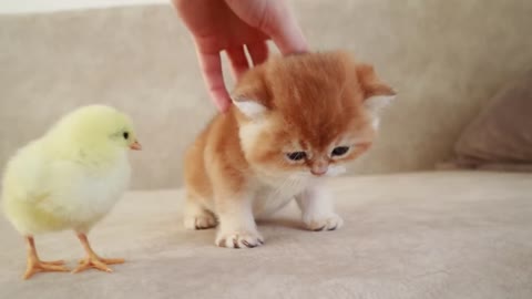 kitten walks with a tiny chickens