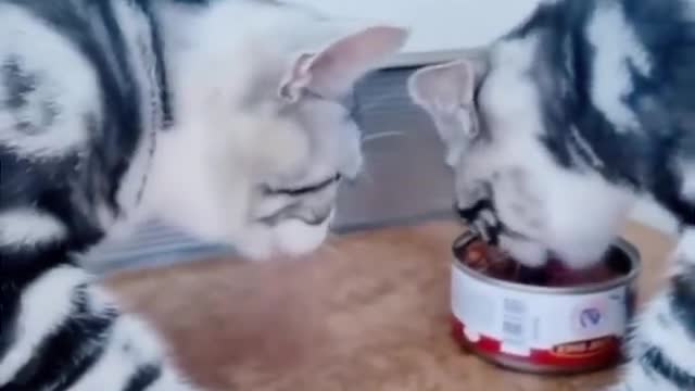 Cats funny & Cutest