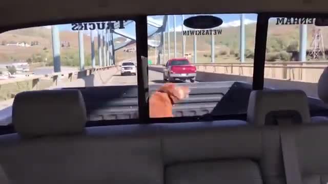 2021 Funny Dogs Funny Cats You can't fail