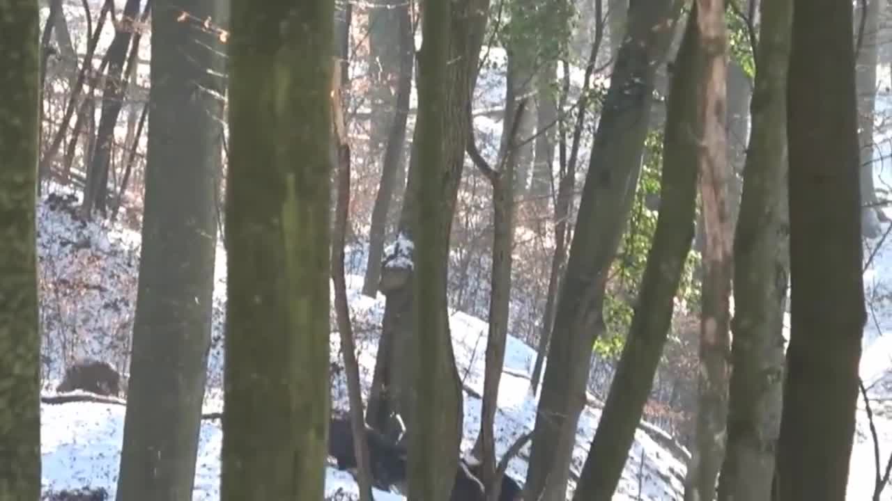 Wild pig hunter