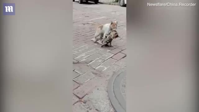 Heart-breaking moment cat refuses to leave a dead friend behind by dragging its lifeless body