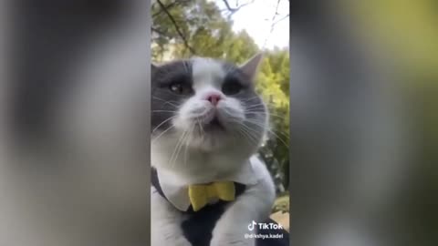 😂😂😂😂Cute and funny 🐈 cat