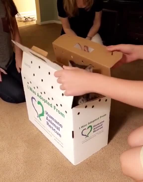 The cat reaction to the new guest