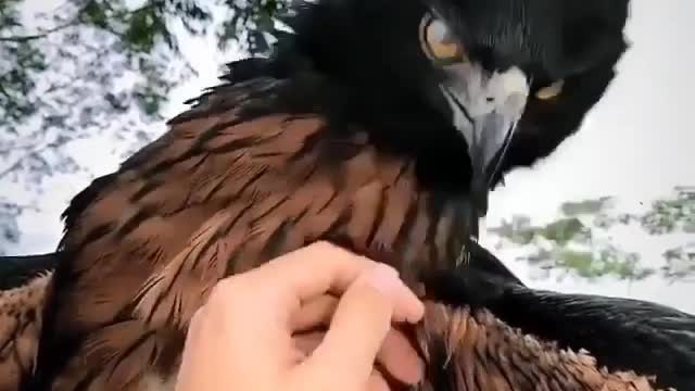 see the beauty of this eagle