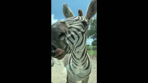 Funny zebra licking everything!