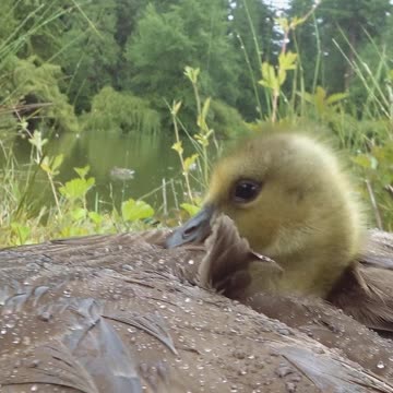 Baby Goose Hiding From Rain With Mom