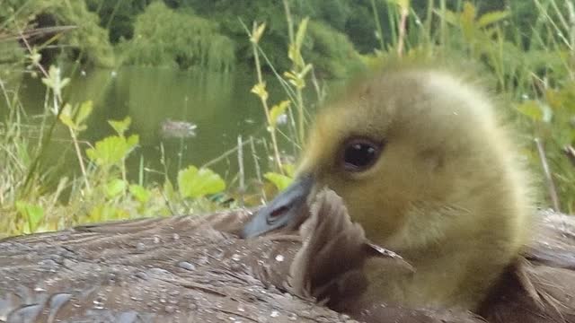 Baby Goose Hiding From Rain With Mom