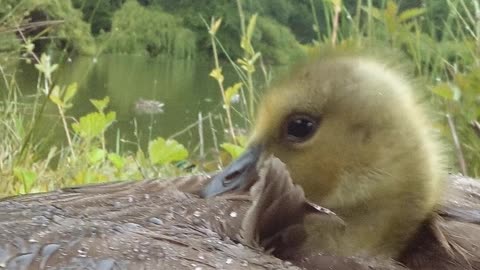 Baby Goose Hiding From Rain With Mom