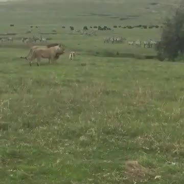 DOG AGAINST LION LOOKS WHO HAD THE BEST