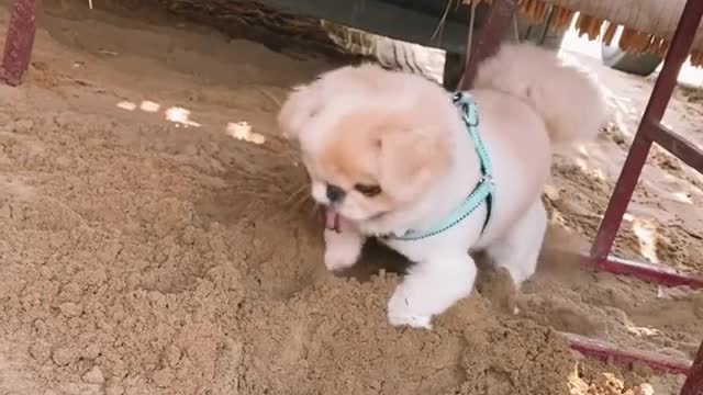 Pekingese digging a hole