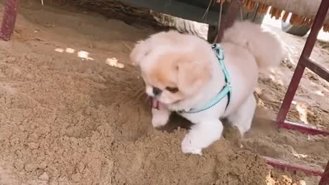 Pekingese digging a hole