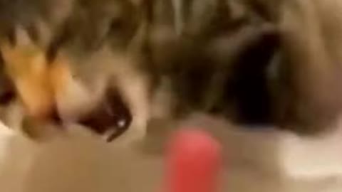 Funny cat